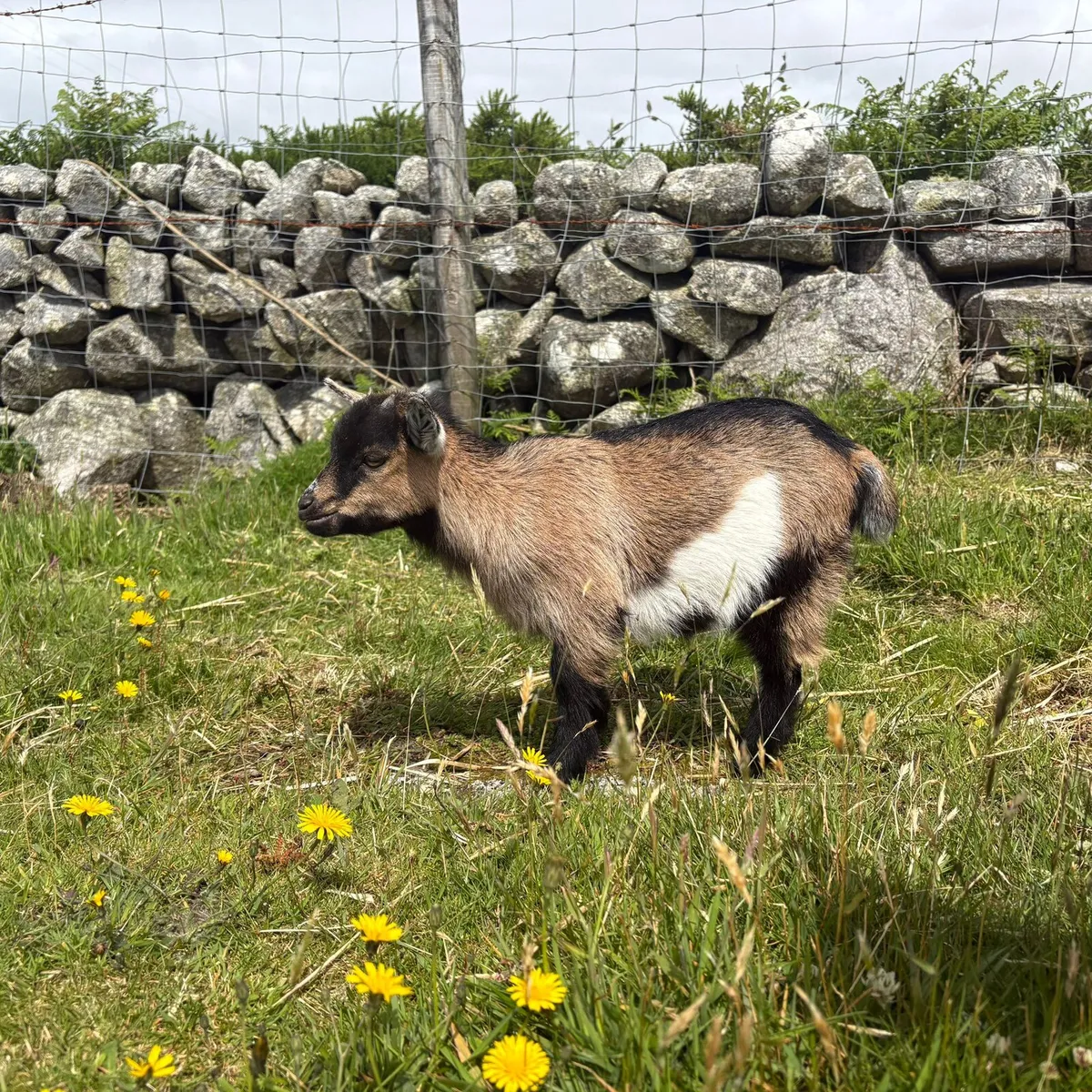 Female pygmy goat €350 - Image 4