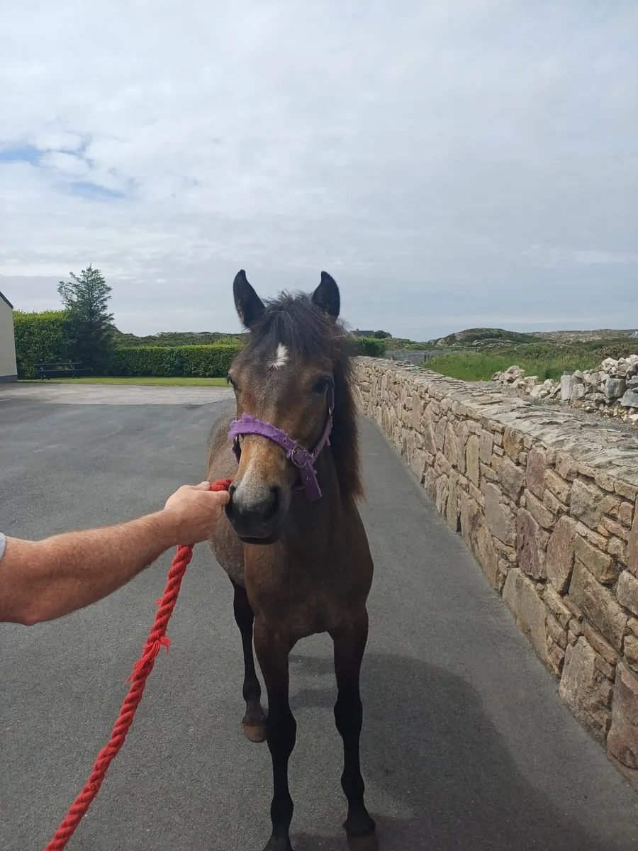 Yearling Filly - Image 4