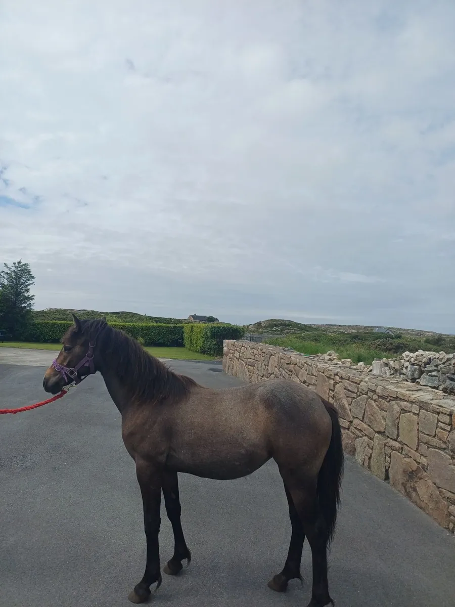 Yearling Filly - Image 3