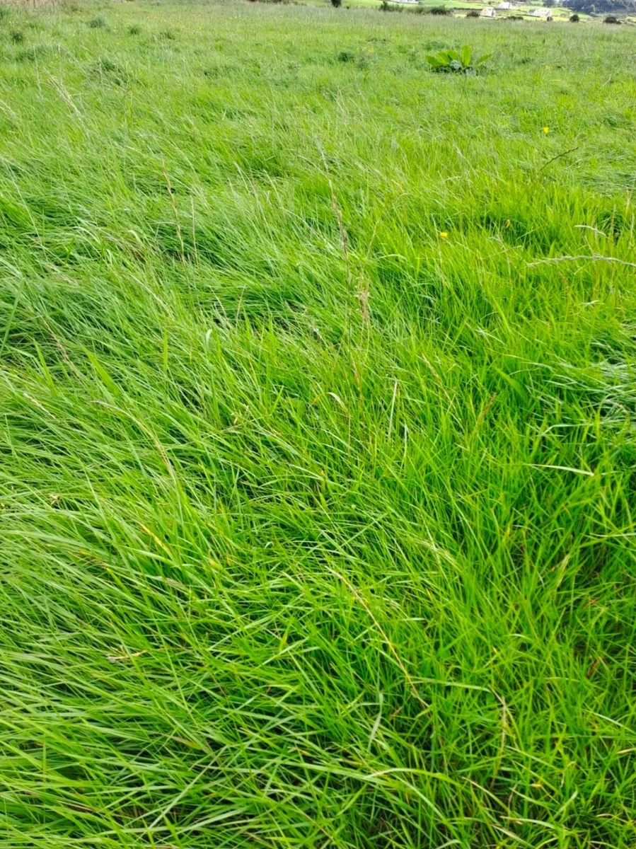 14 acres of standing silage - Image 3