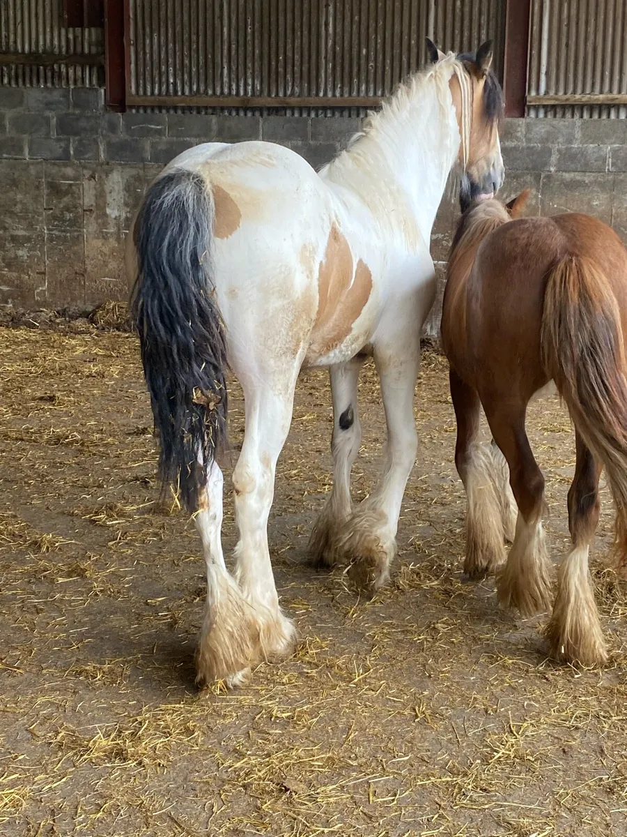 Yearling Filly - Image 3