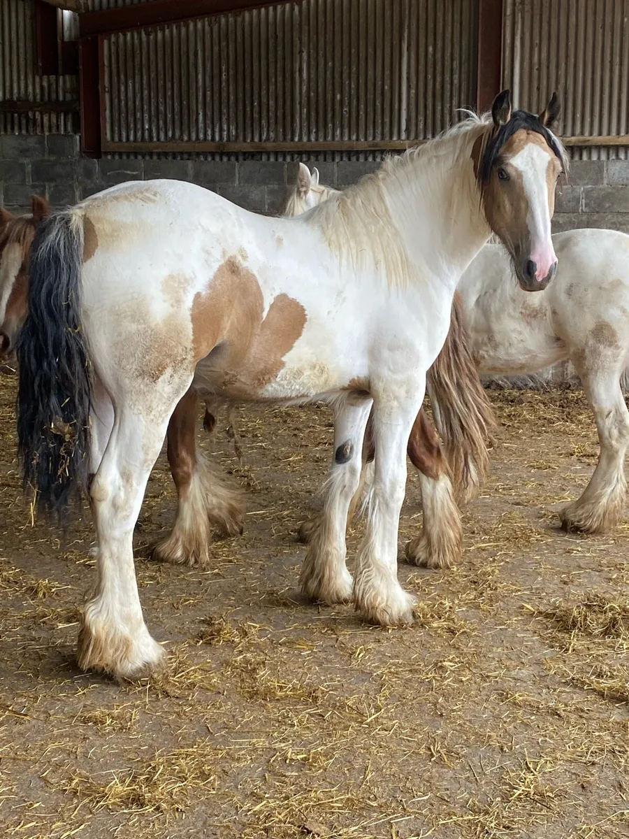 Yearling Filly - Image 4