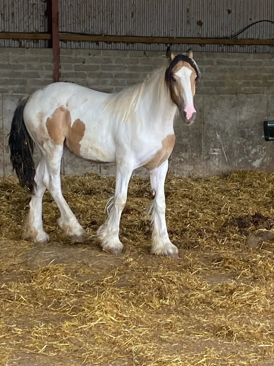 Yearling Filly - Image 1