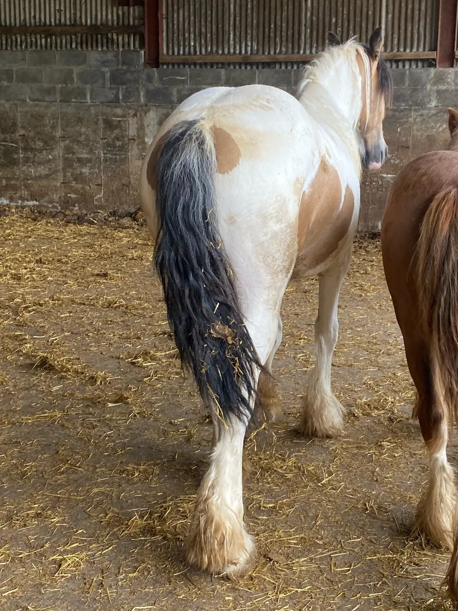 Yearling Filly - Image 2