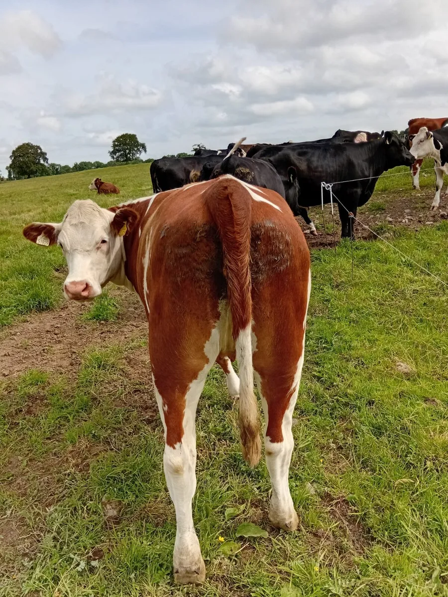 Heifers - Image 3