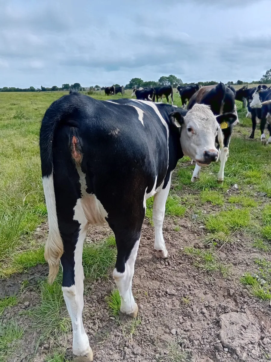 Heifers - Image 4