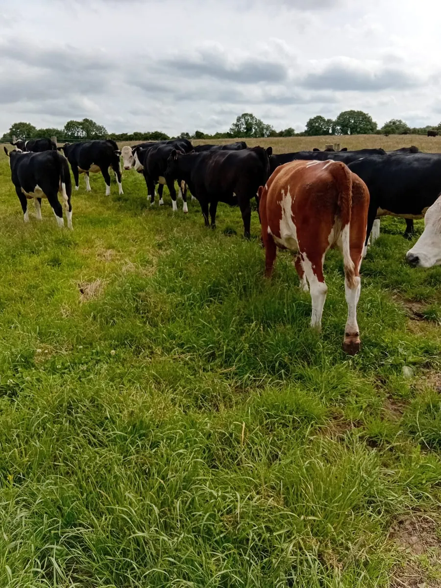 Heifers - Image 1