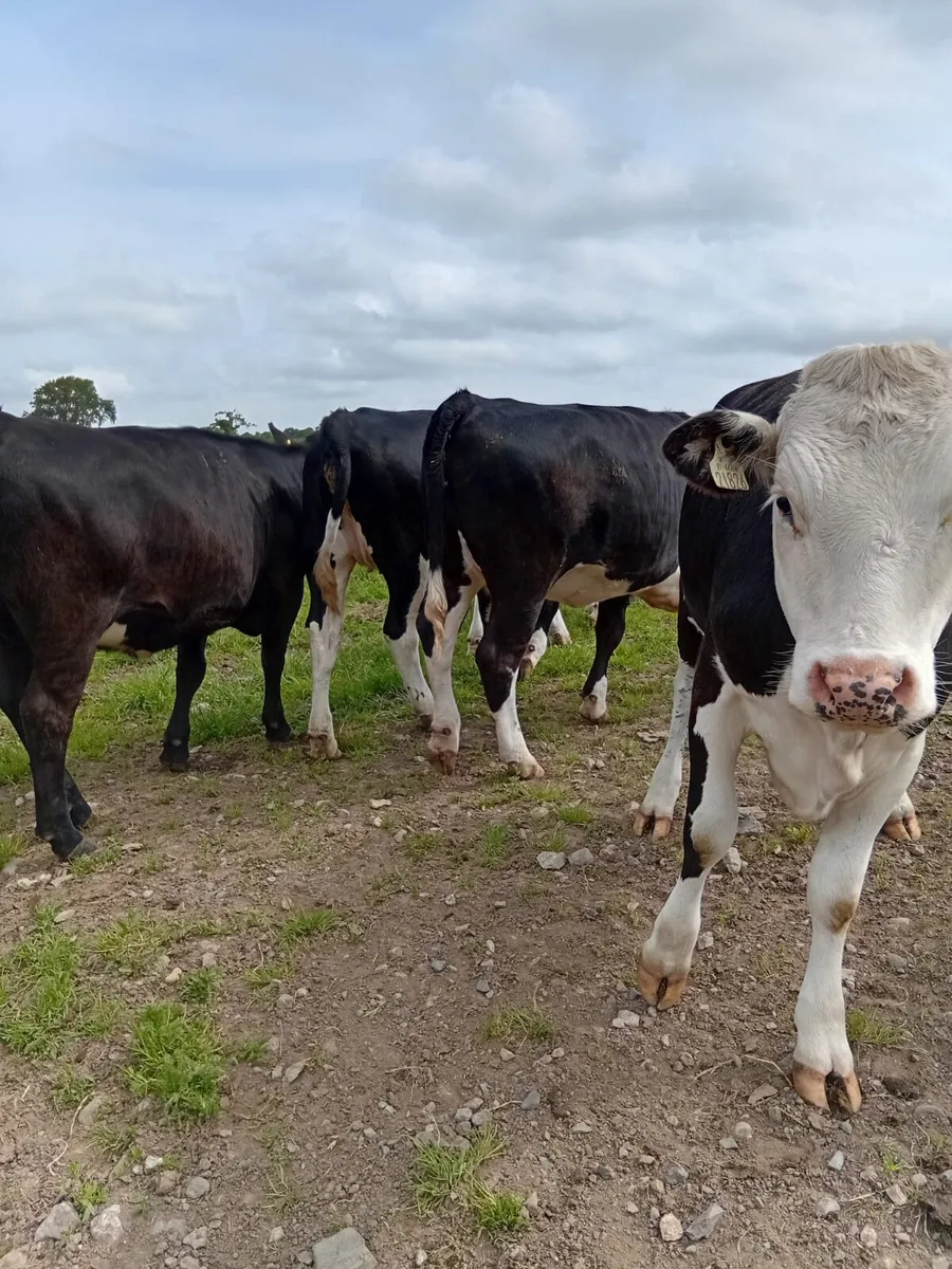 Heifers - Image 2