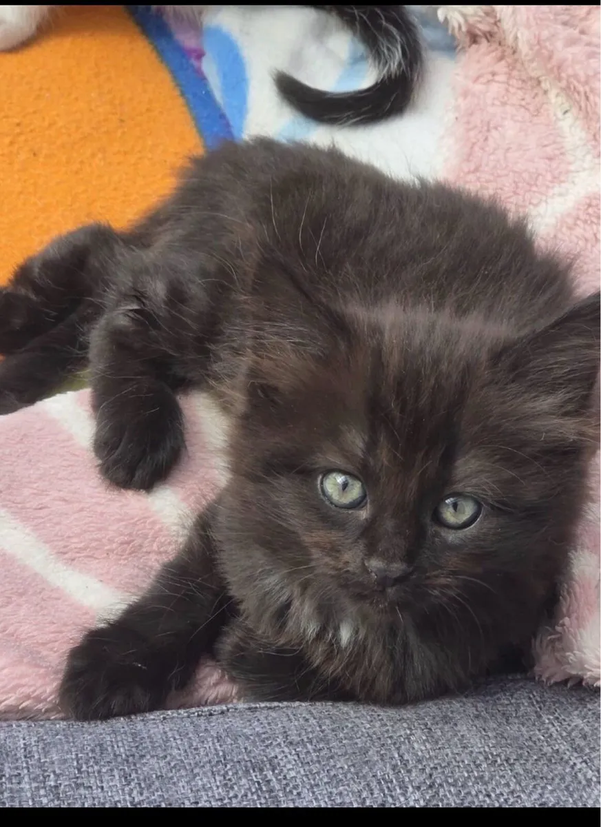 Kittens - Image 1