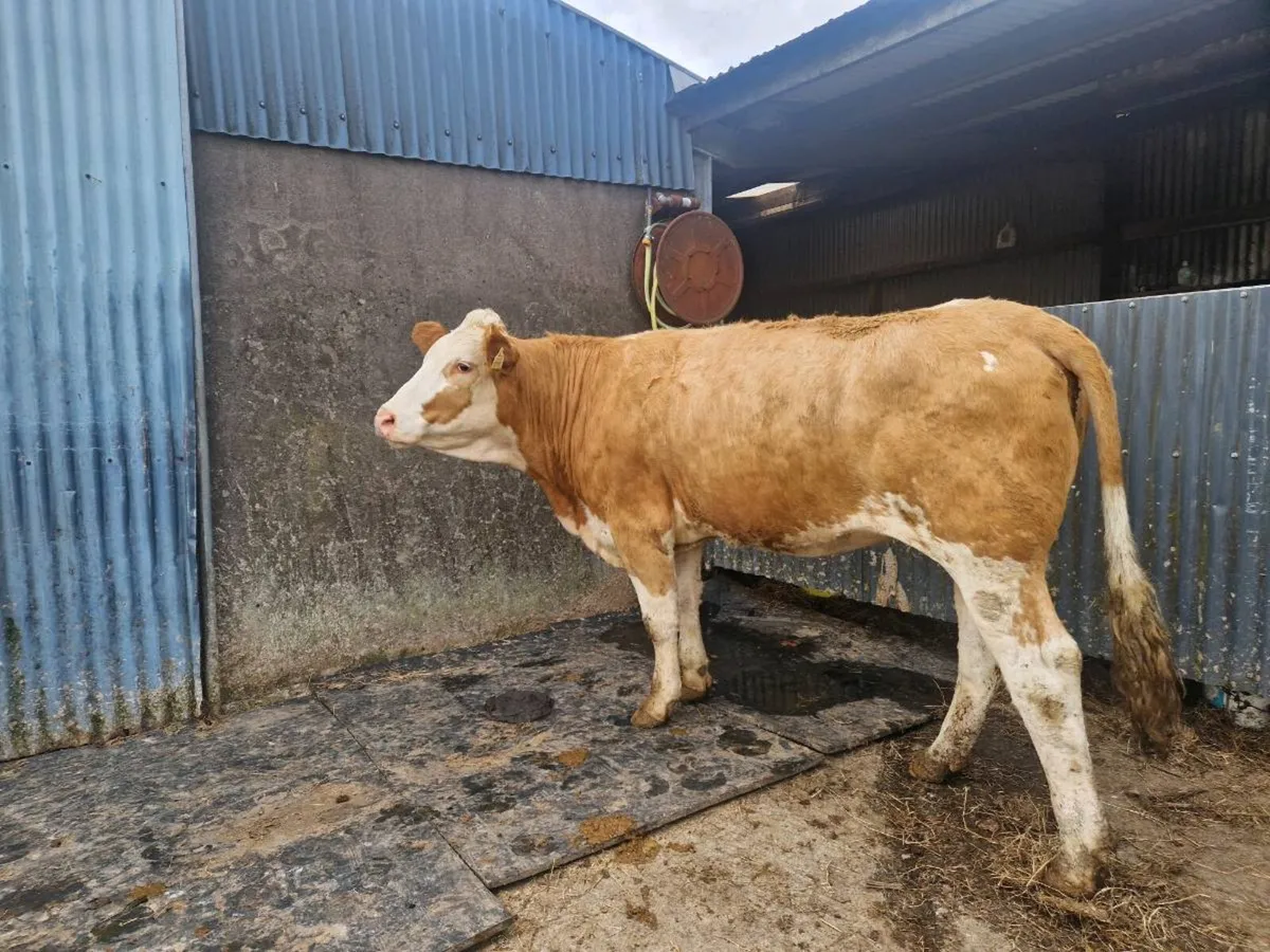 Simmental Breeding Heifer 5 star genotype - Image 3