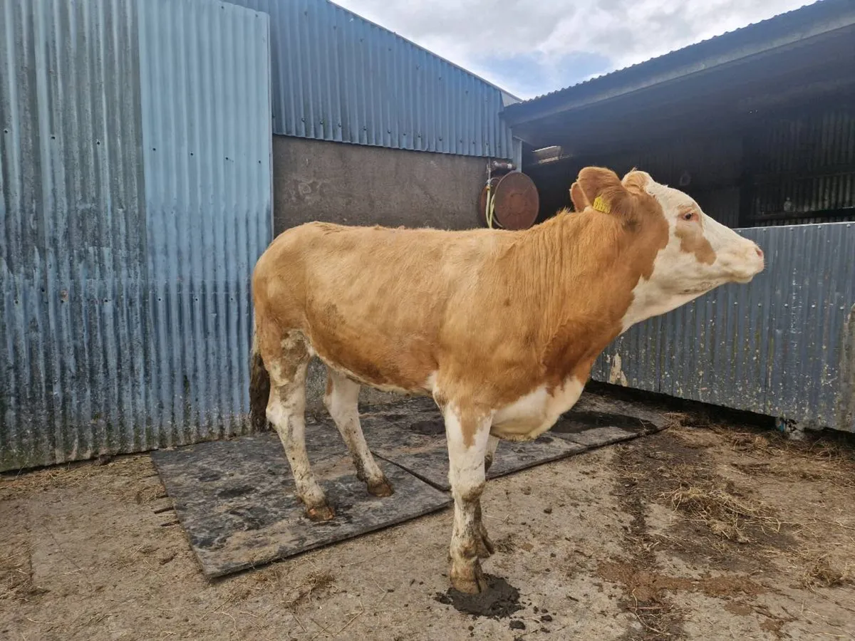Simmental Breeding Heifer 5 star genotype - Image 2