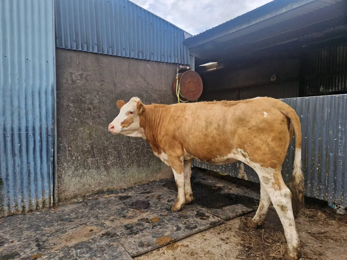 Simmental Breeding Heifer 5 star genotype - Image 4
