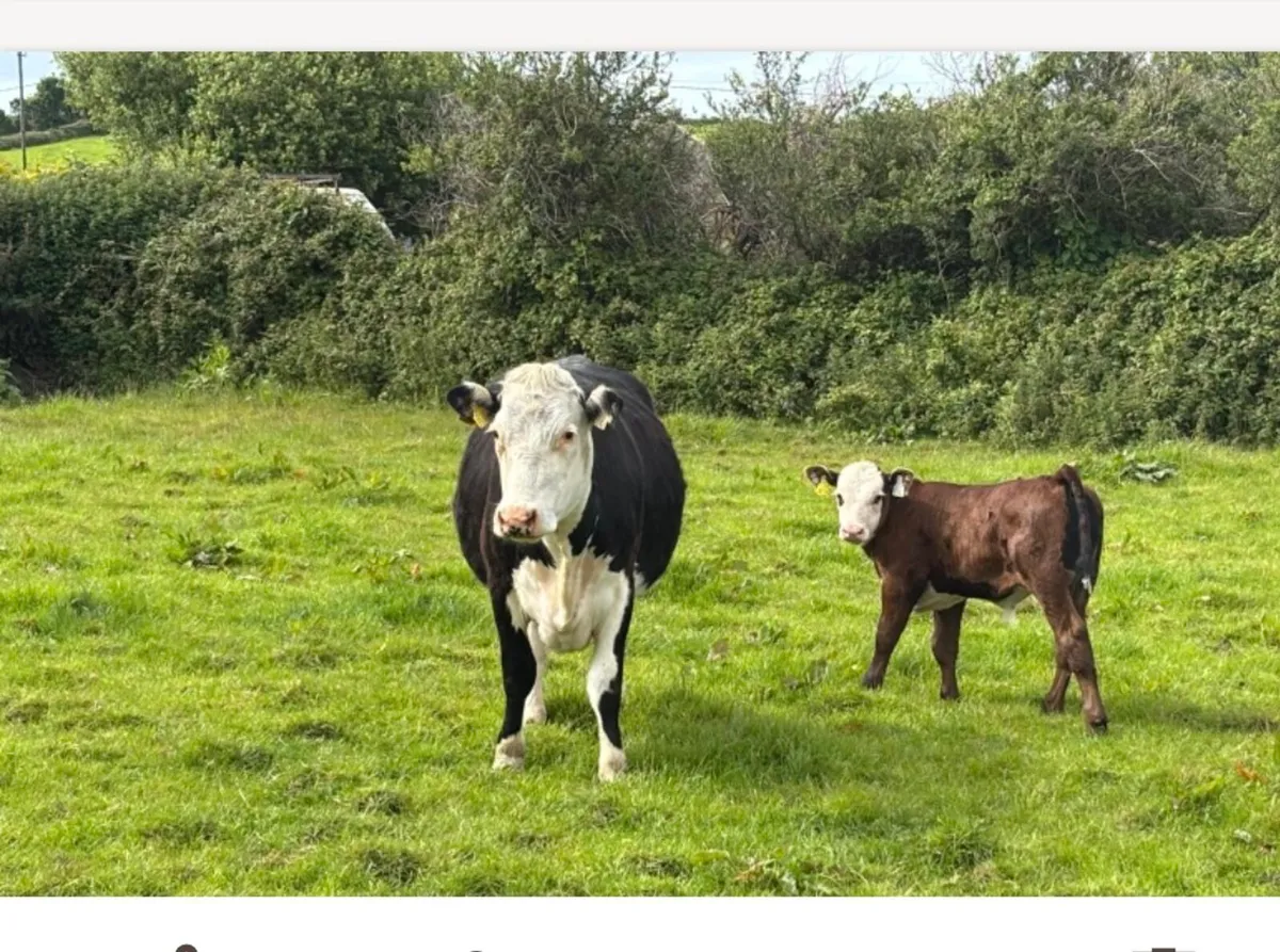 Livestock - Image 1