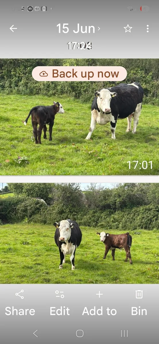 Livestock - Image 2