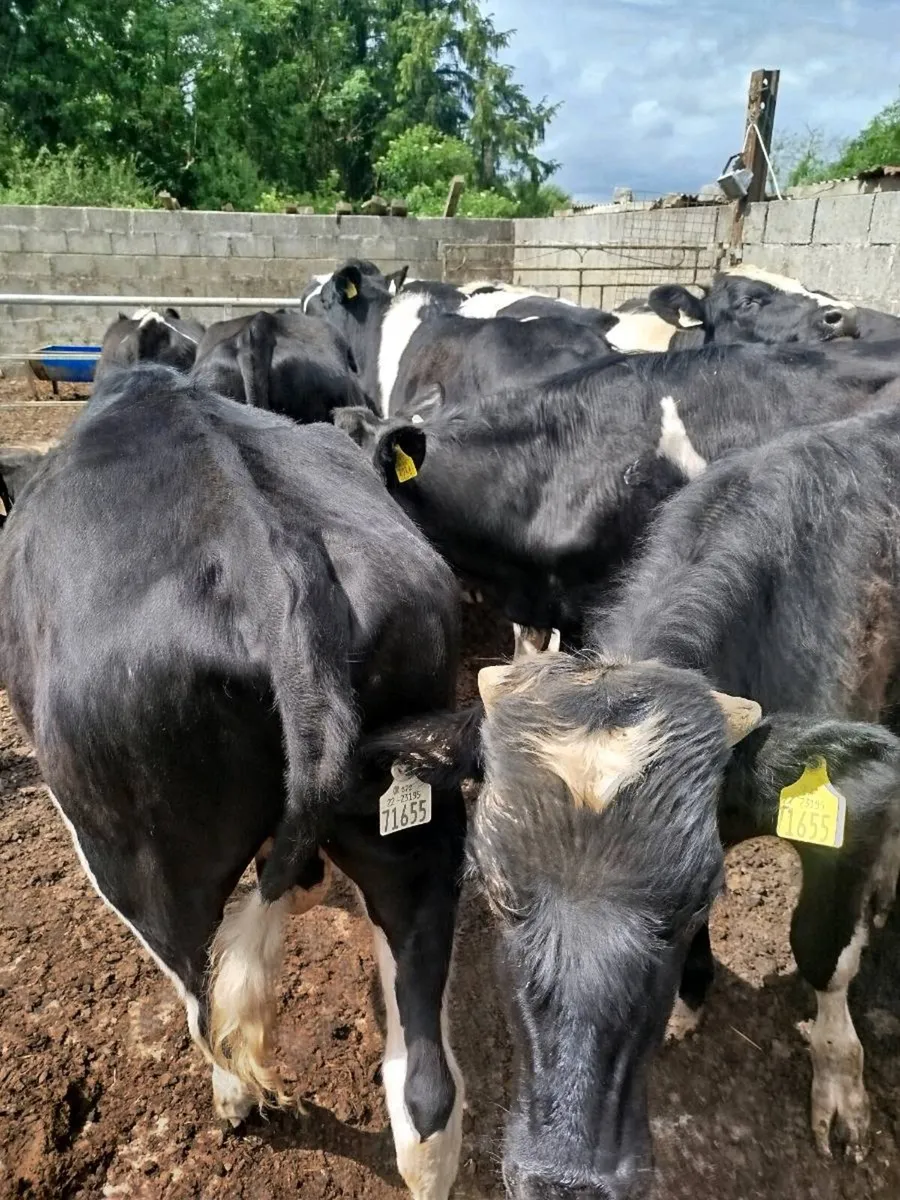 Weanlings - Image 2