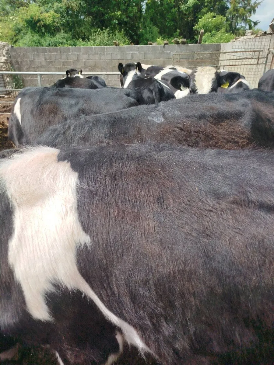 Weanlings - Image 1
