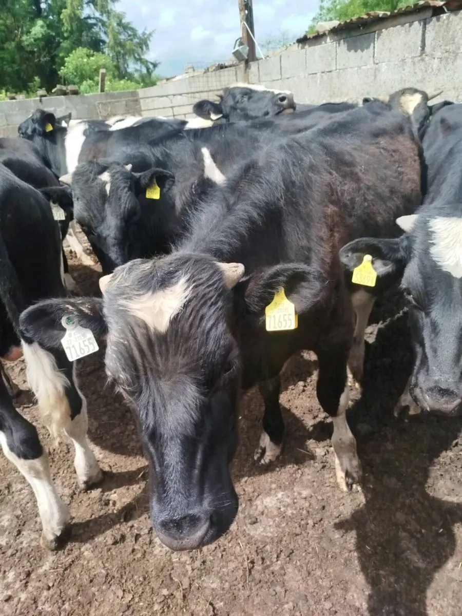 Weanlings - Image 3