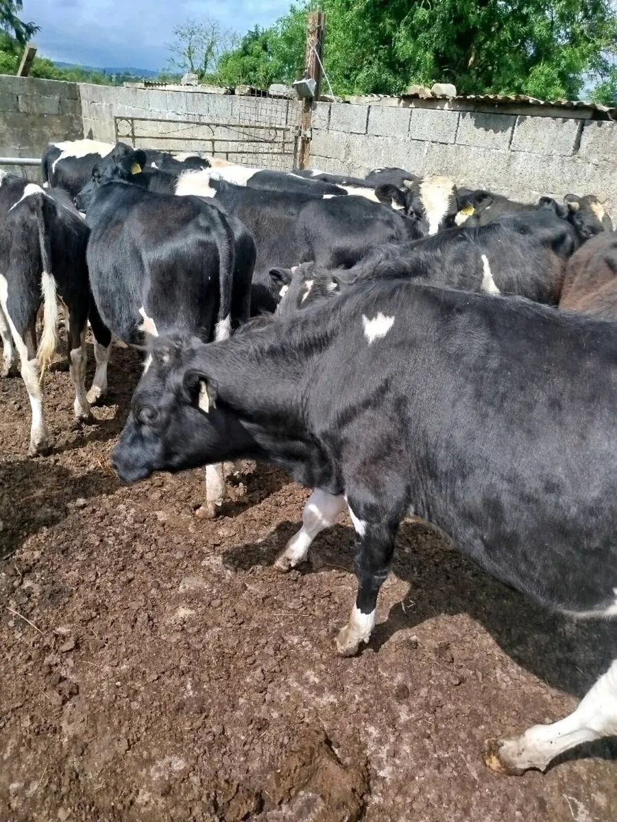 Weanlings - Image 4