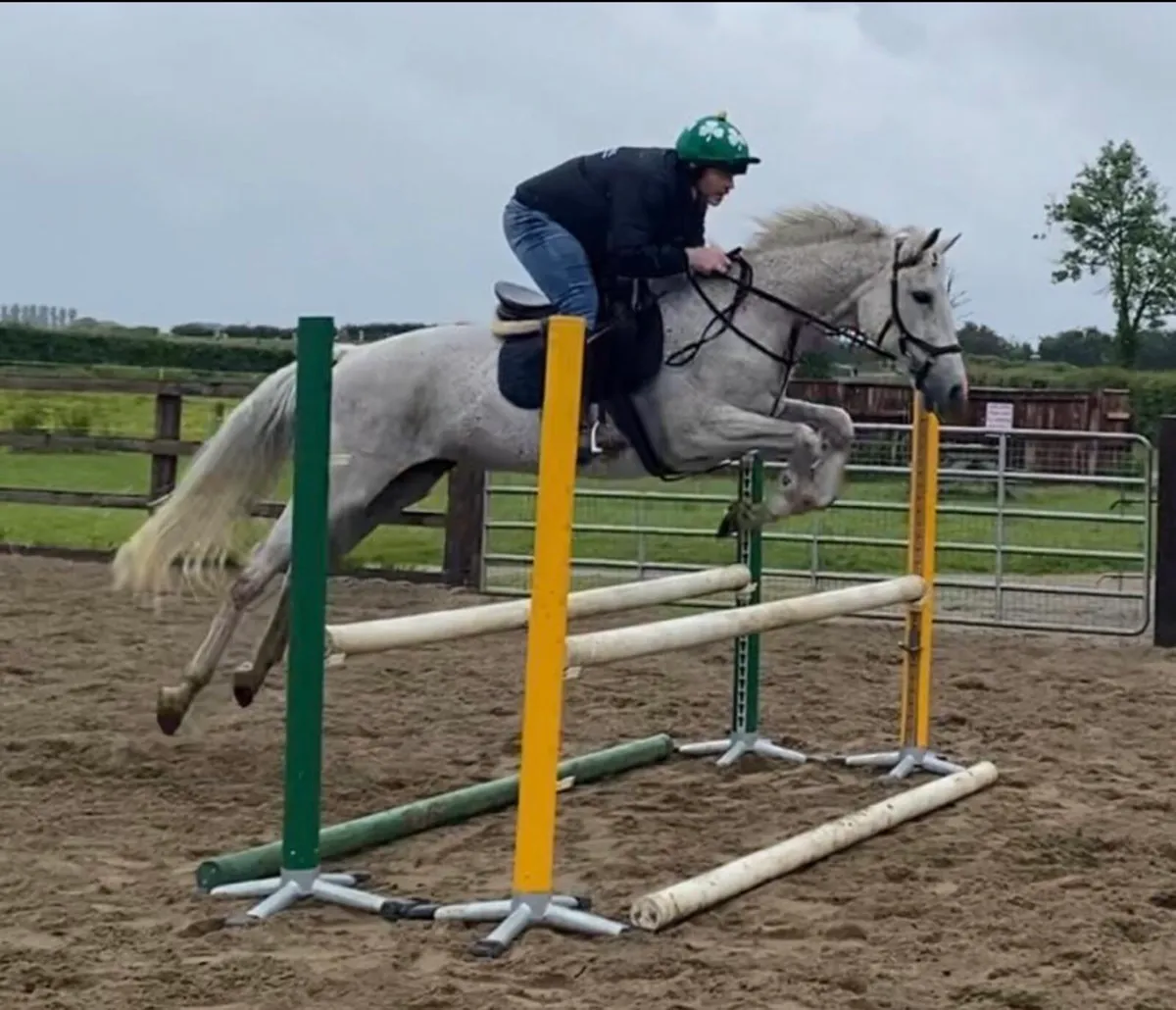 Experienced Mare
