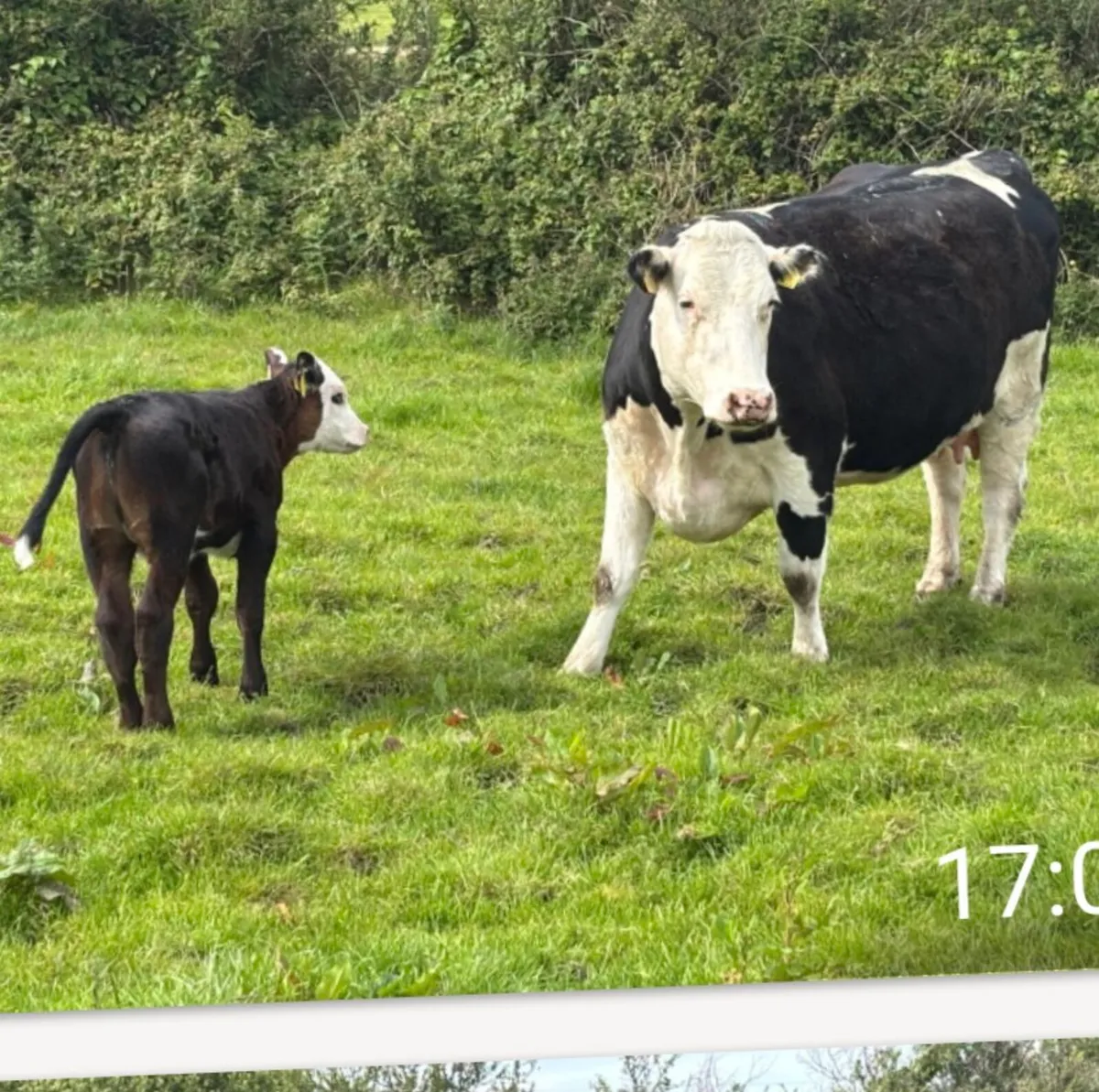 Livestock - Image 3