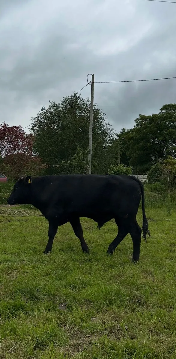 Bull