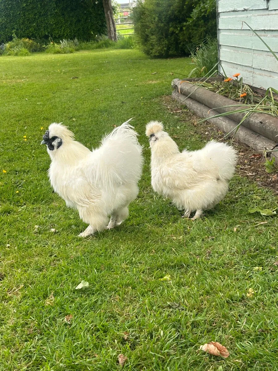 6 Purebred White Silkie Hatching Eggs - Image 2