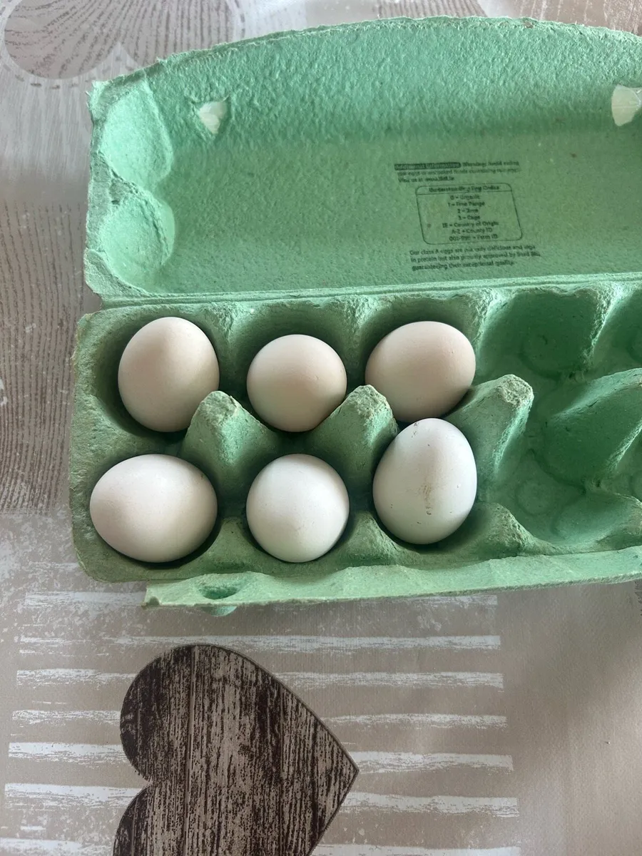 6 Purebred White Silkie Hatching Eggs - Image 1