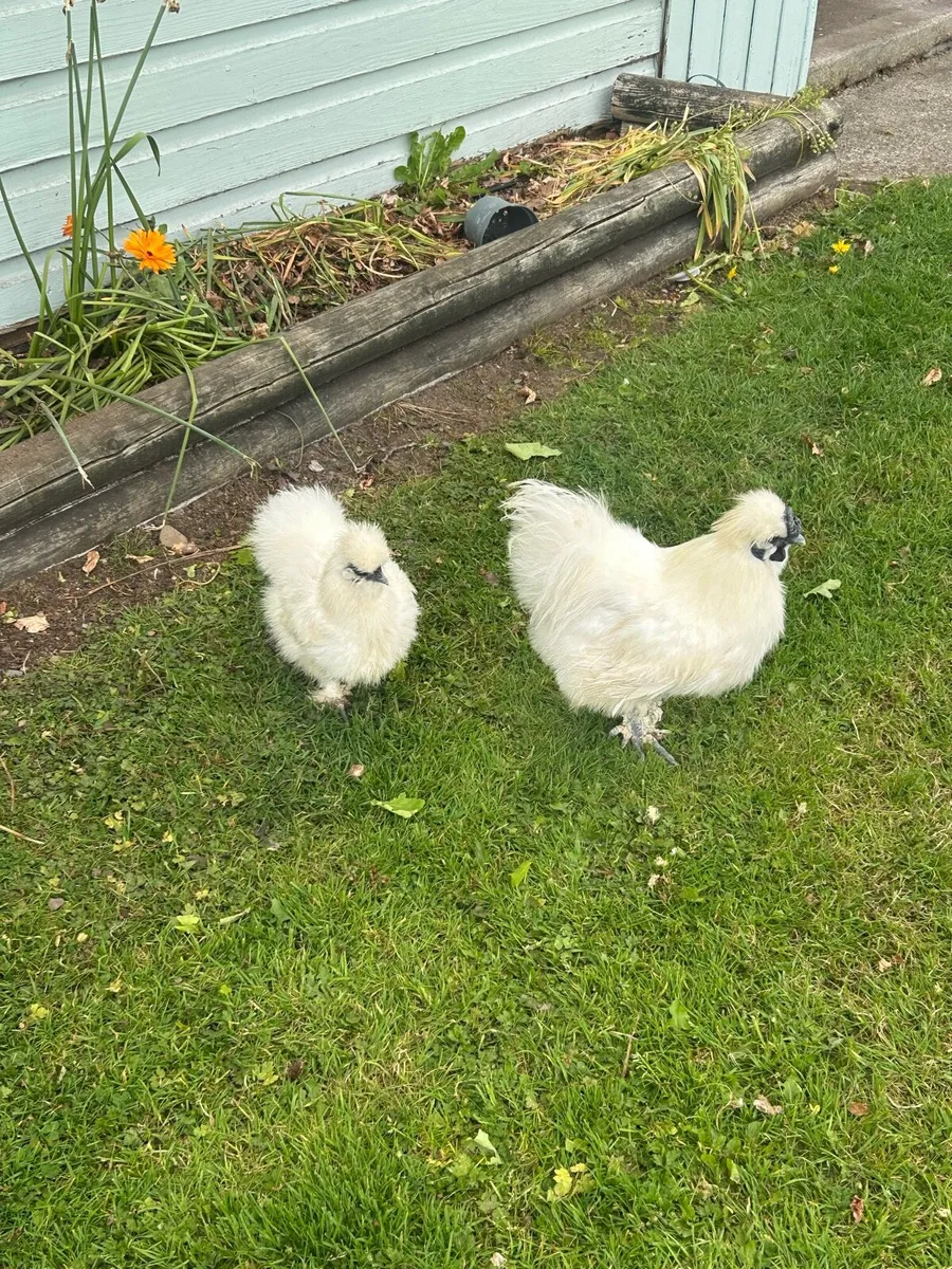 6 Purebred White Silkie Hatching Eggs - Image 3