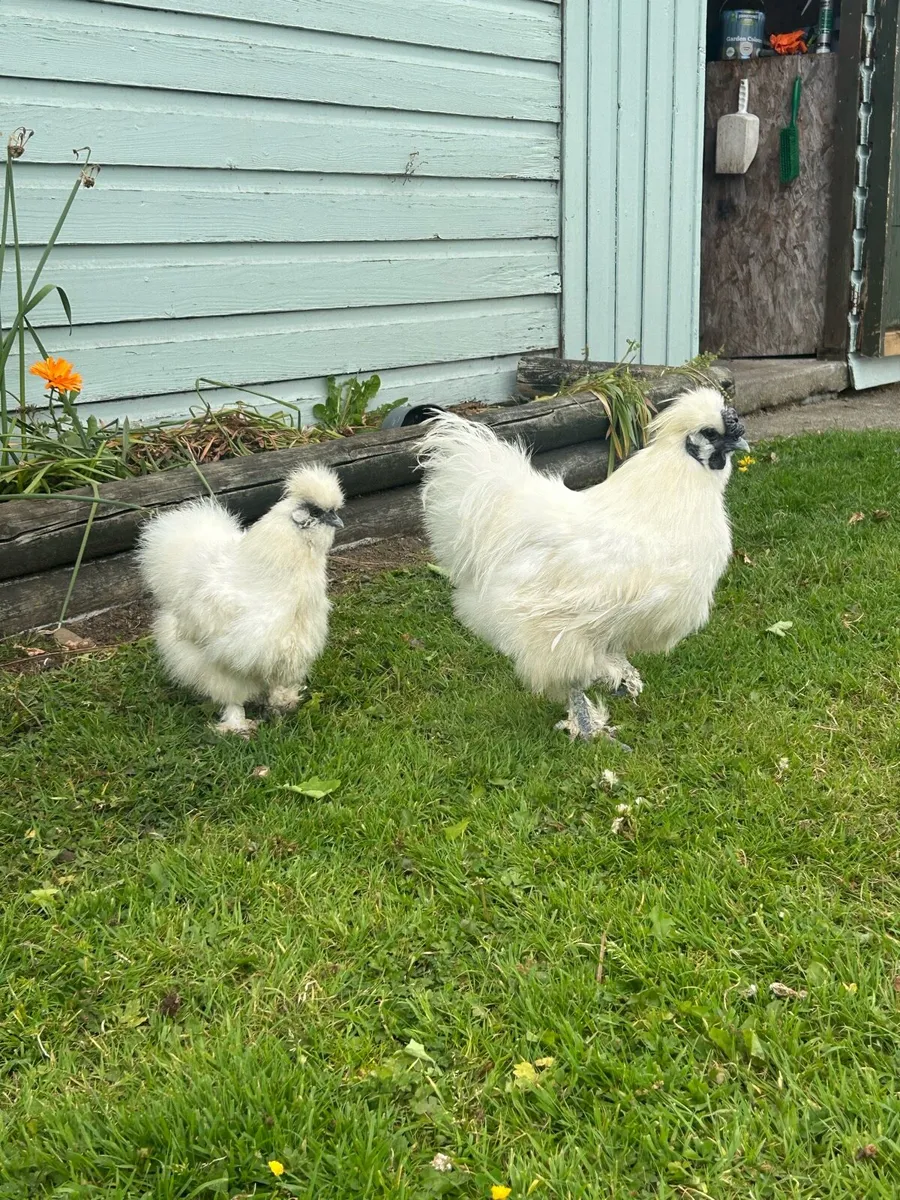 6 Purebred White Silkie Hatching Eggs - Image 4