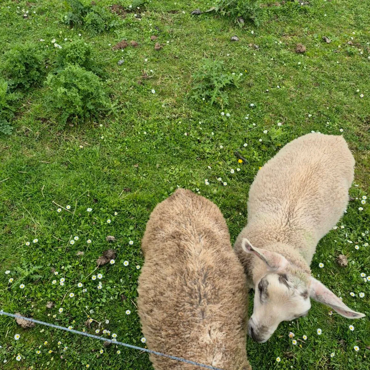 Sheep