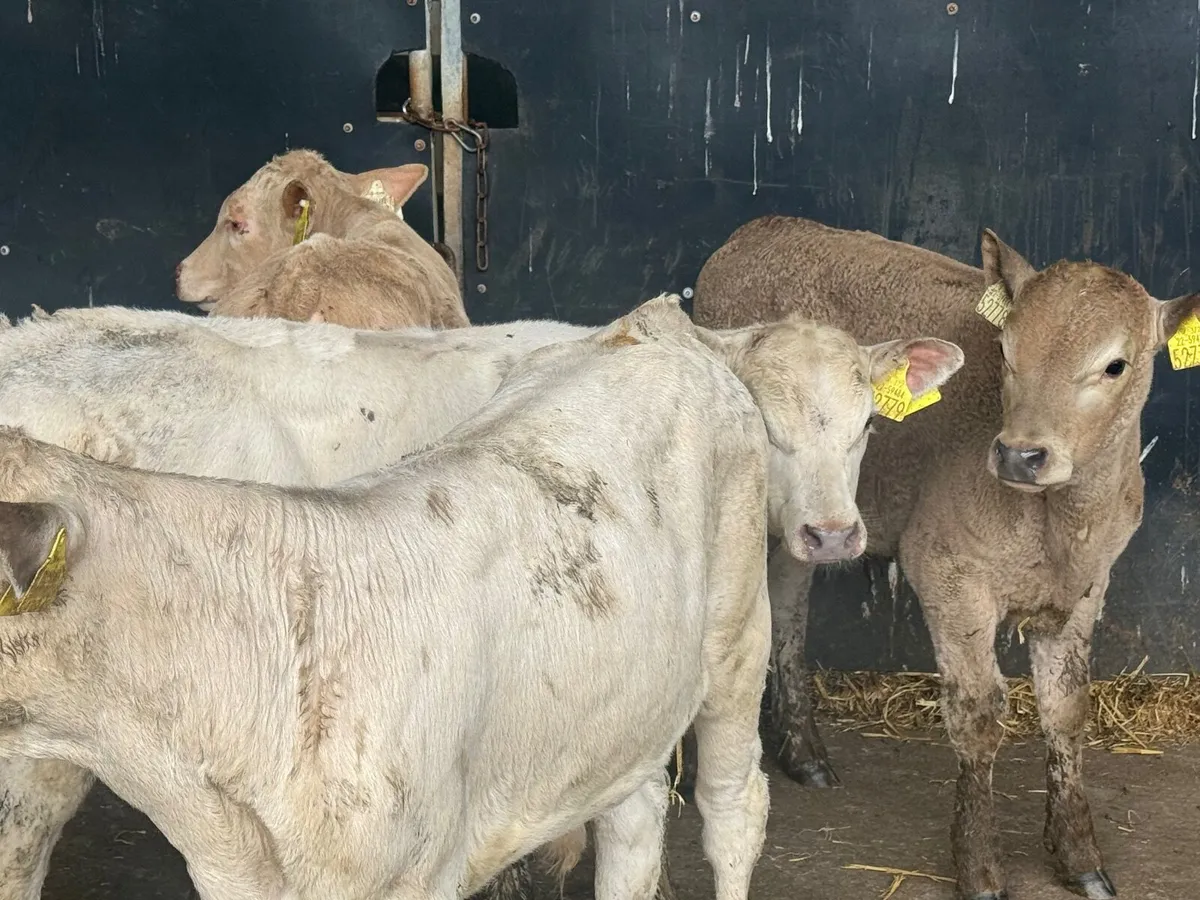 10 REARED CHARLAOIS & ANGUS CALVES (3 MONTHS) - Image 1