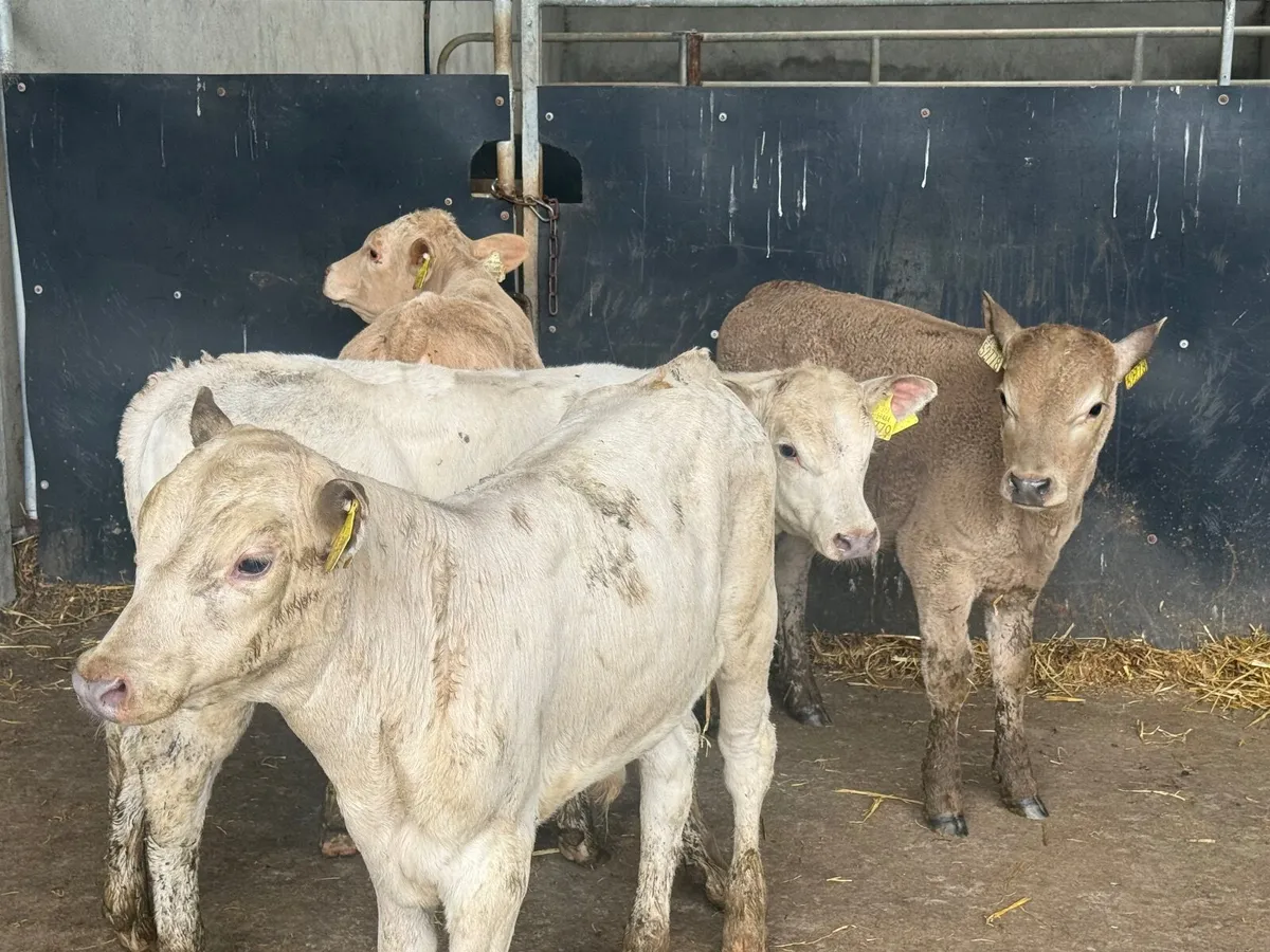 10 REARED CHARLAOIS & ANGUS CALVES (3 MONTHS) - Image 3