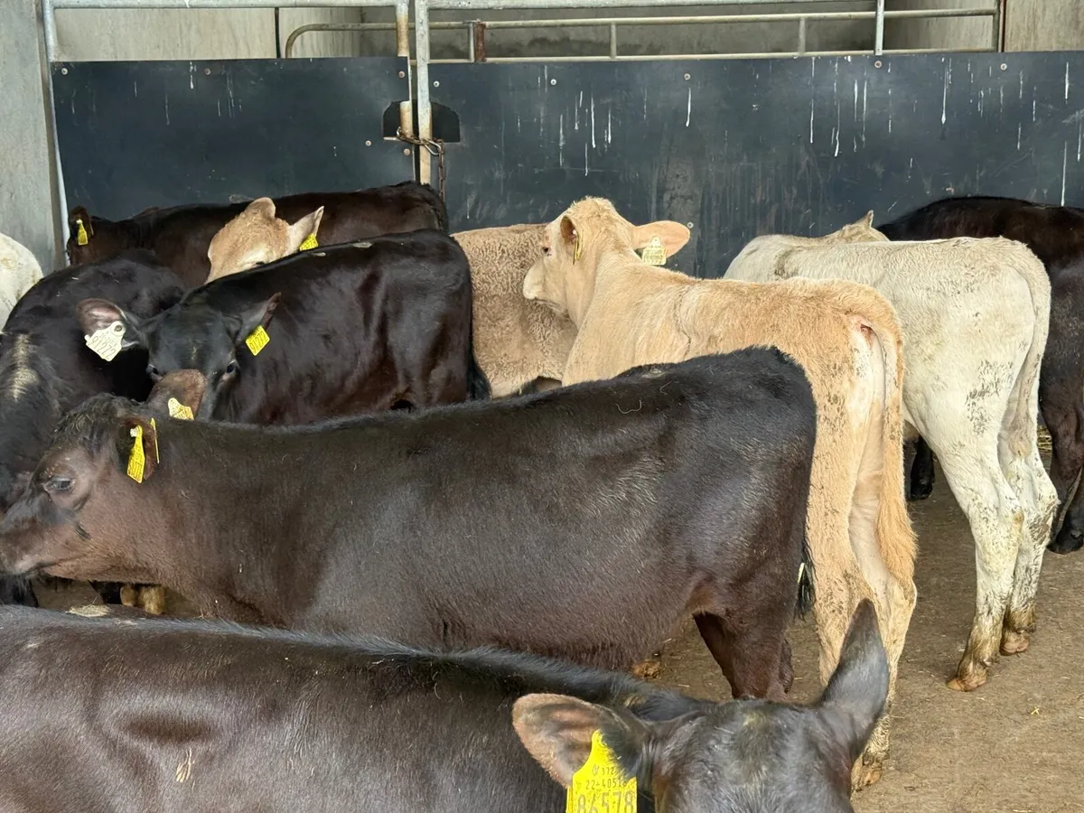 10 REARED CHARLAOIS & ANGUS CALVES (3 MONTHS) - Image 4