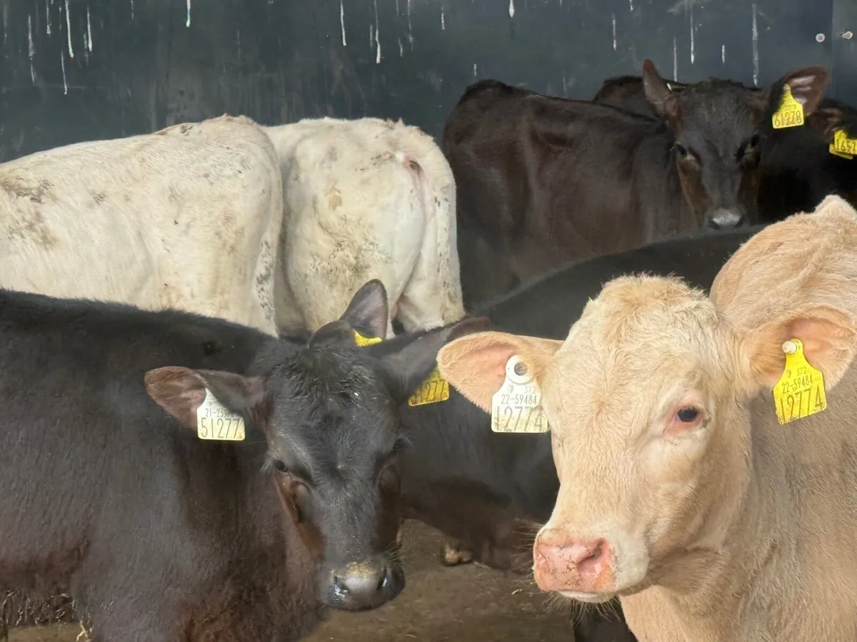 10 REARED CHARLAOIS & ANGUS CALVES (3 MONTHS) - Image 2