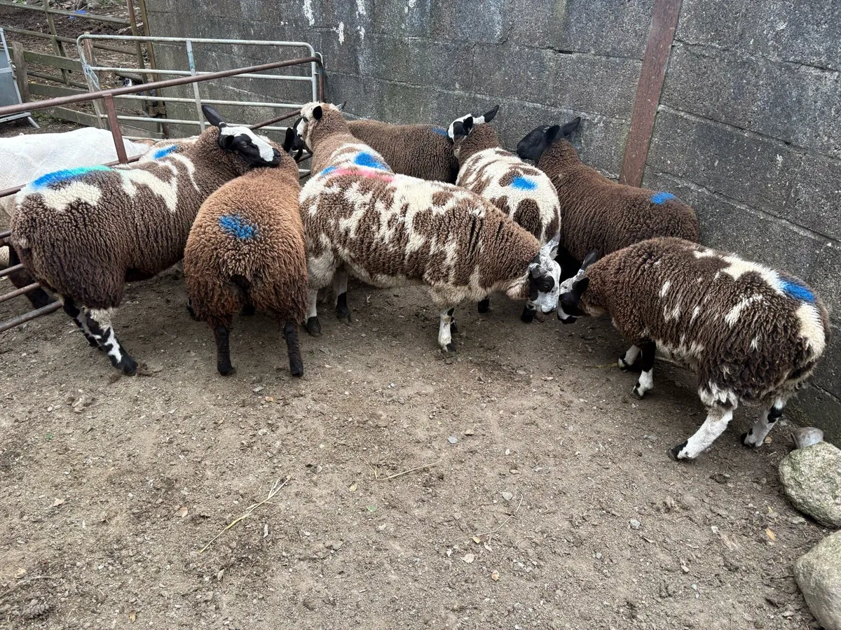 Dutch spotted x ewe lambs - Image 1