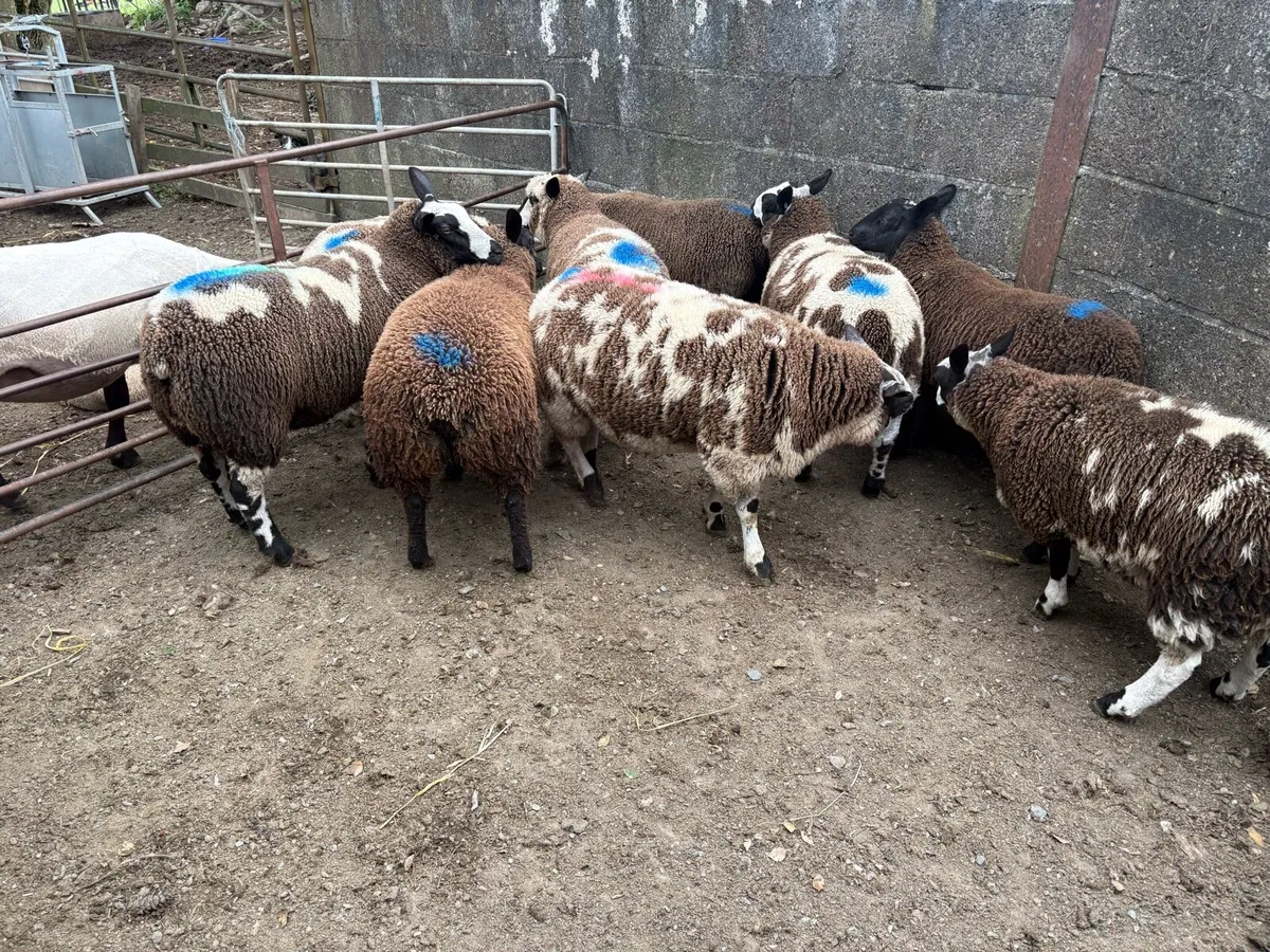 Dutch spotted x ewe lambs - Image 2