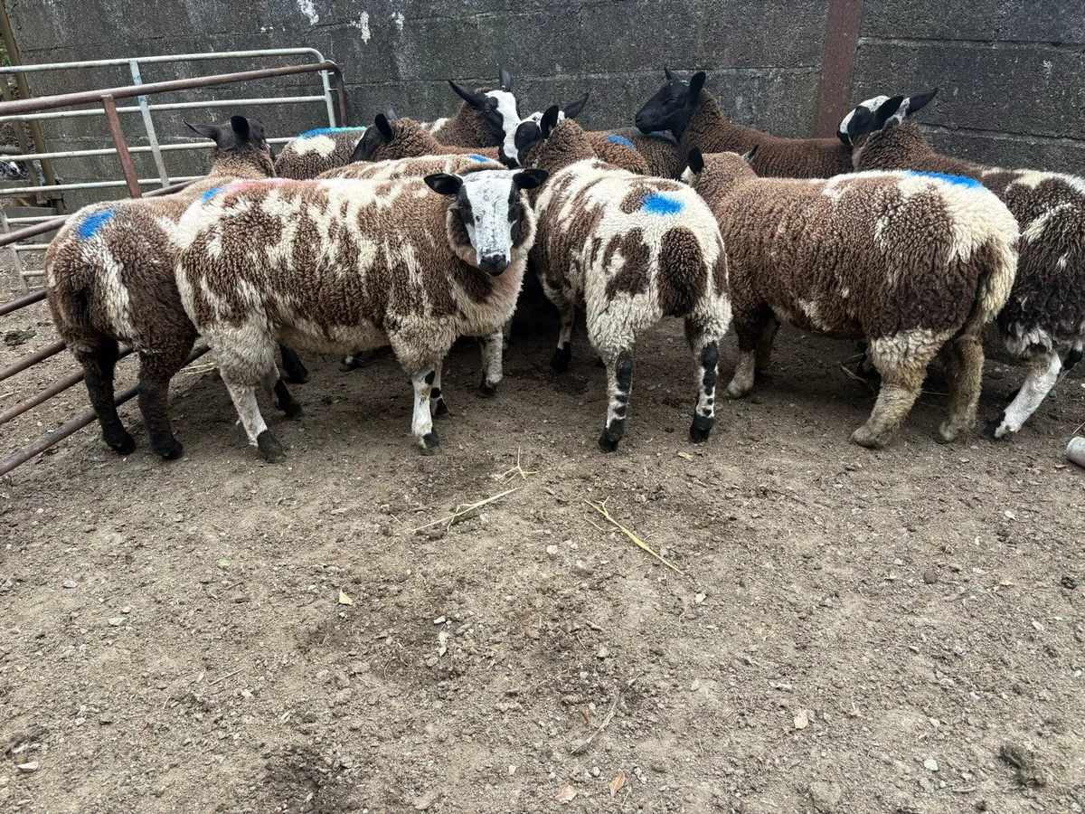 Dutch spotted x ewe lambs - Image 3