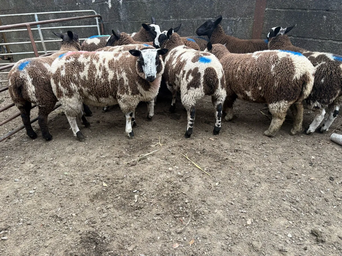 Dutch spotted x ewe lambs - Image 4