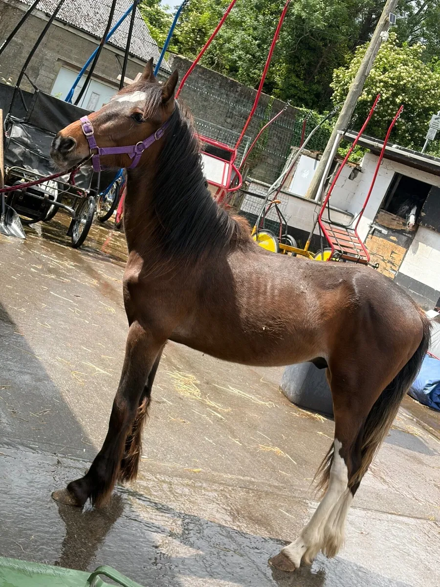 Horse - Image 2