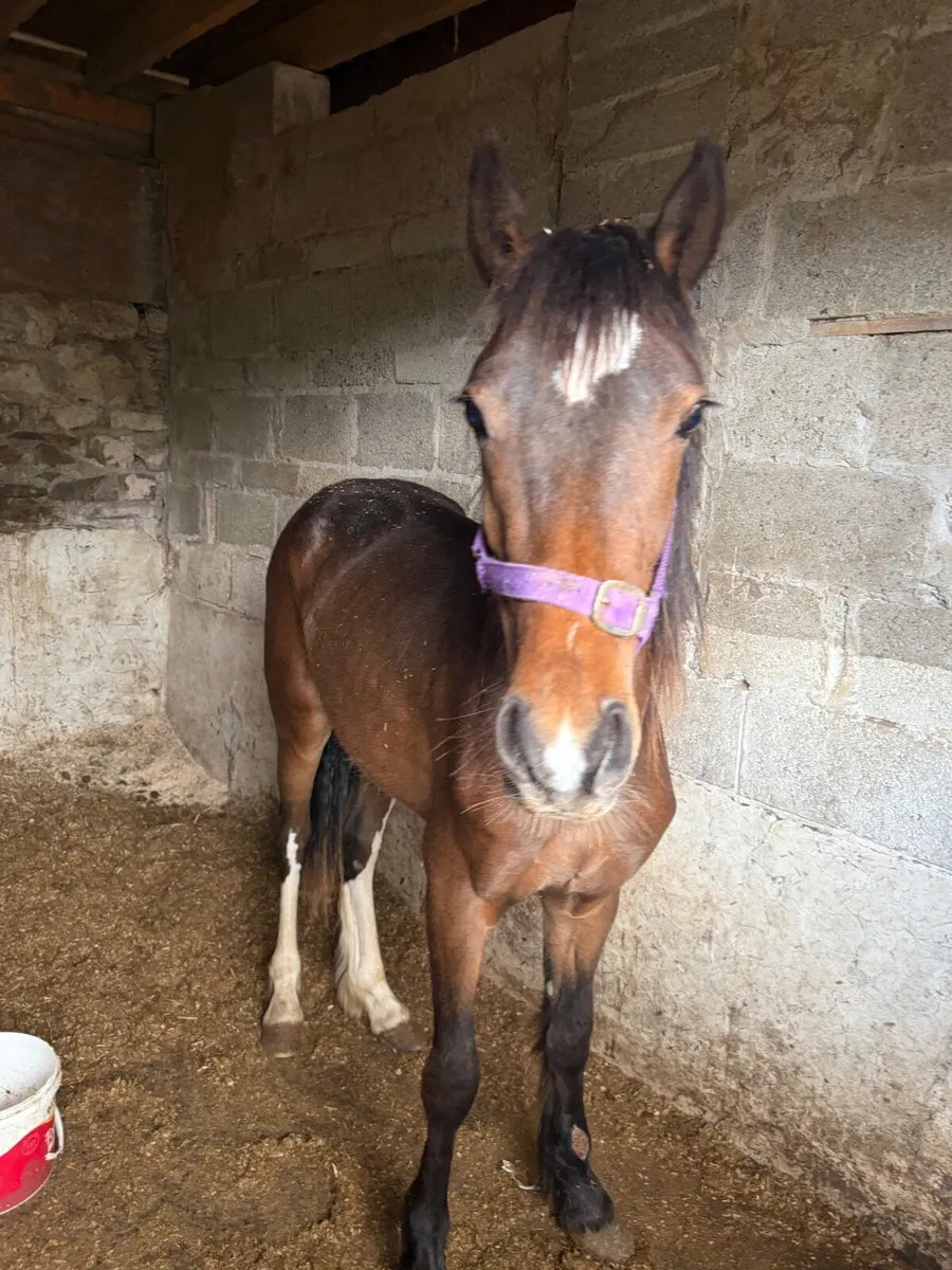 Horse - Image 3