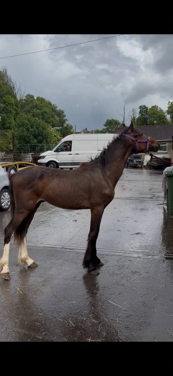 Horse - Image 4