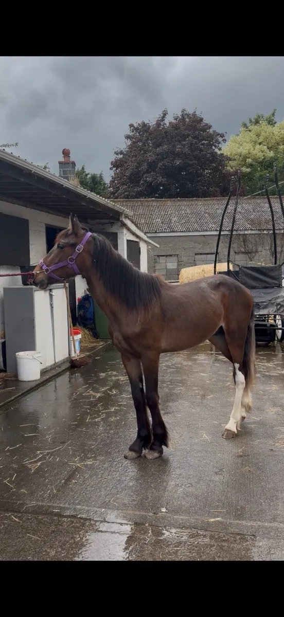 Horse - Image 1
