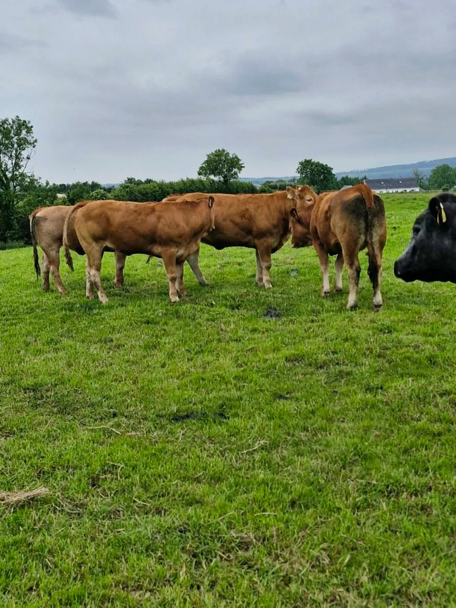 Breeding heifers - Image 1