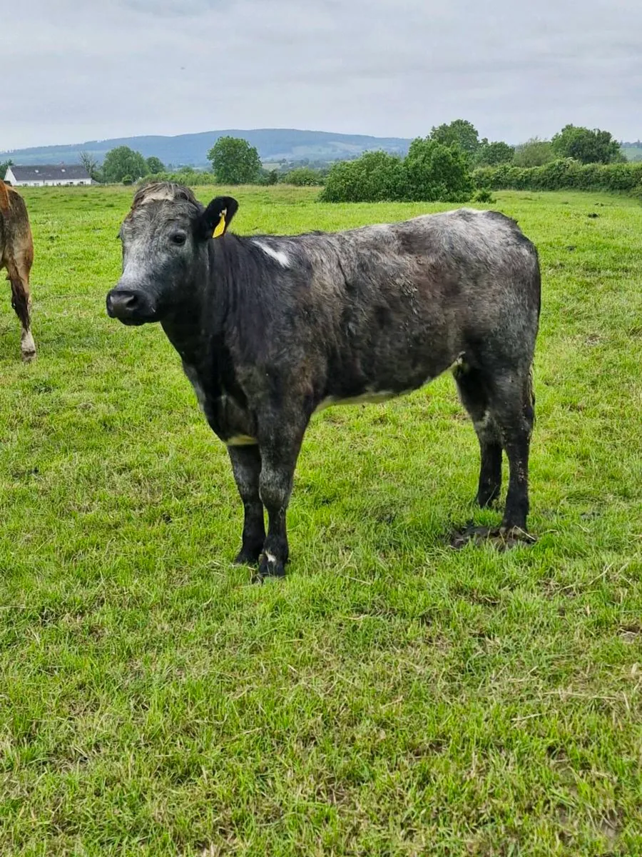 Breeding heifers - Image 2