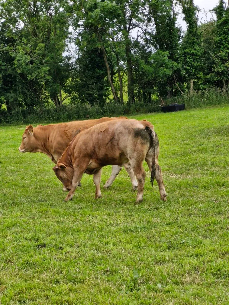 Breeding heifers - Image 4
