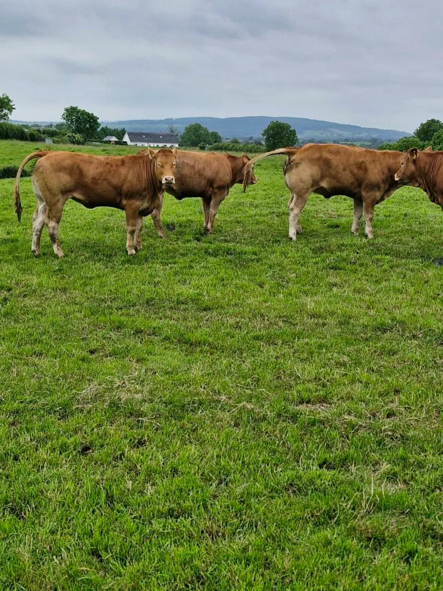 Breeding heifers - Image 3