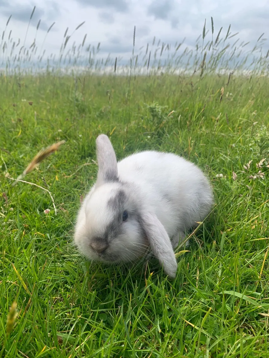 Rabbit and Animal Hutches - Image 2