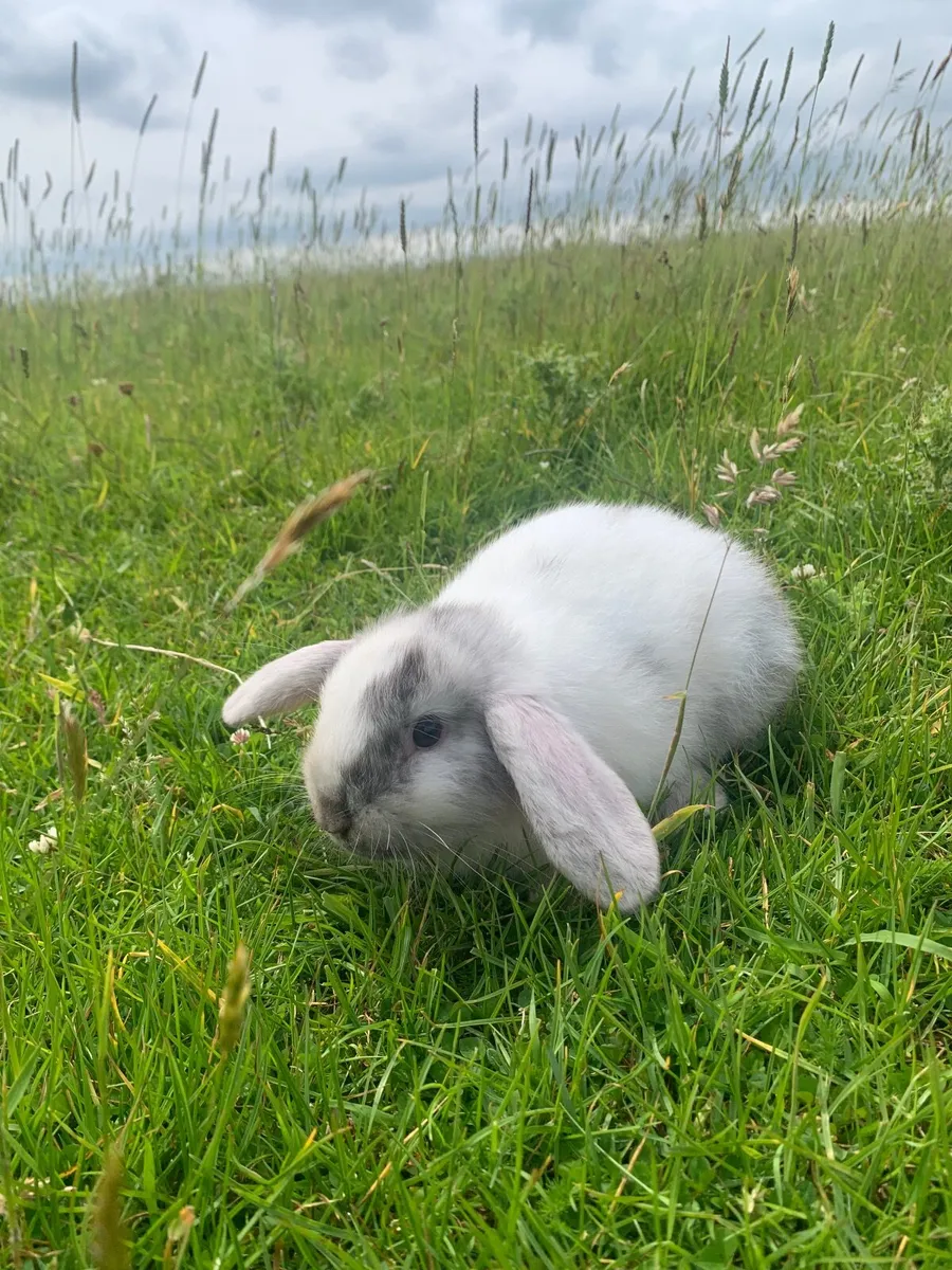 Rabbit and Animal Hutches - Image 1