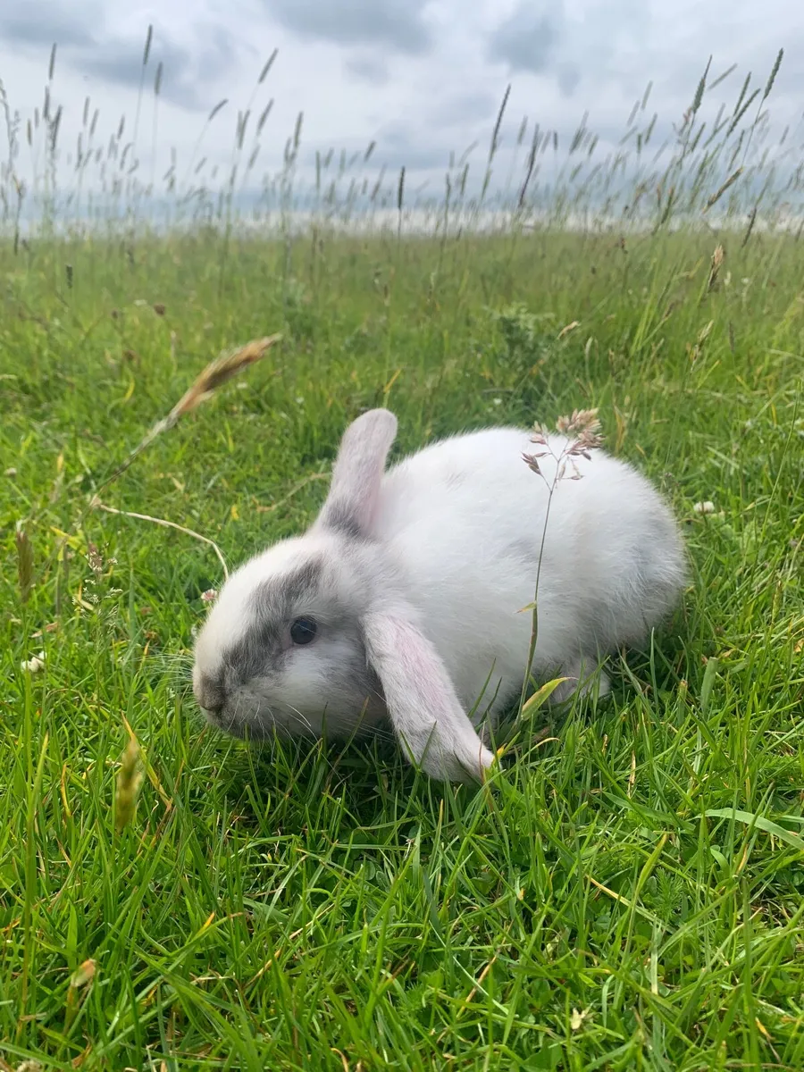 Rabbit and Animal Hutches - Image 3