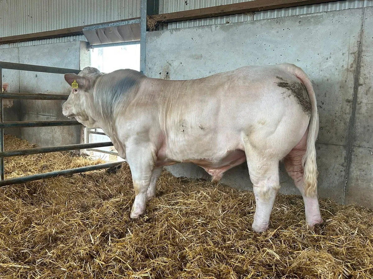 Charolais Bull - Image 1